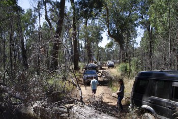 Tree down on Cynthia Range Track