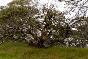 On to Bluff Track and King Billy Tree